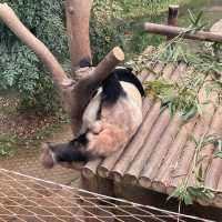 Fubao the panda world in Seoul 