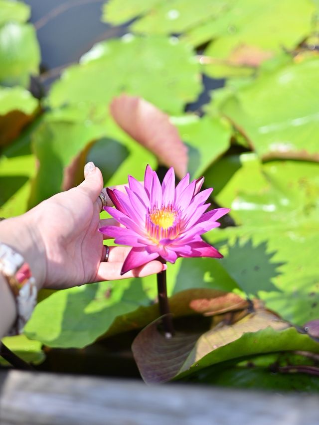 映えすぎる！蓮の池をボートでお散歩🪷❤️