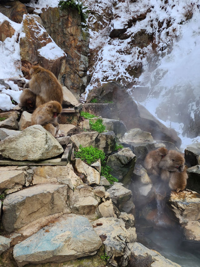 Snow Monkey Park 