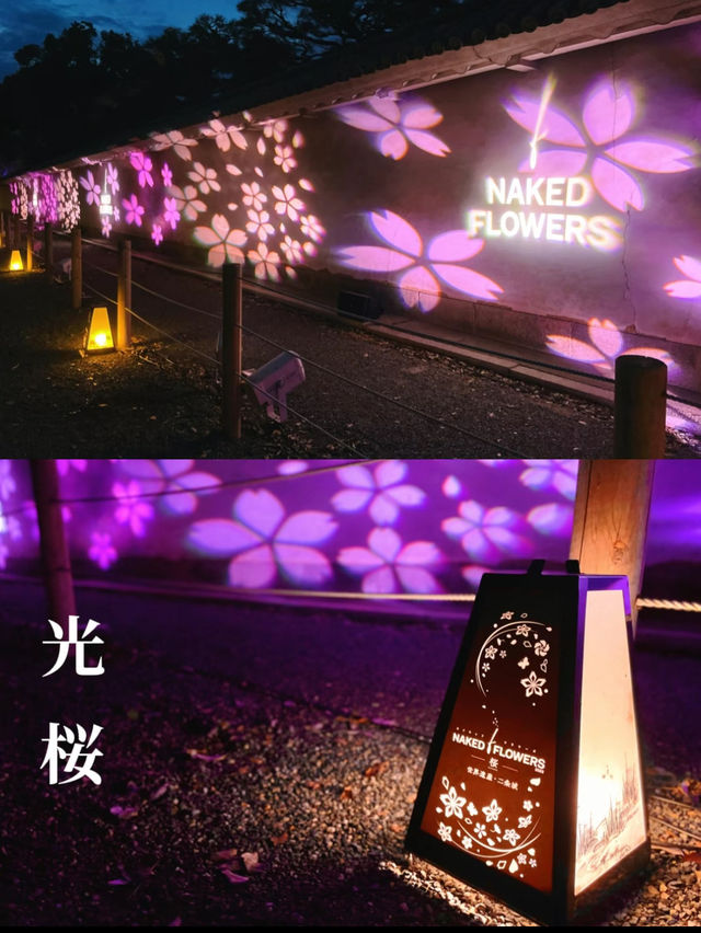  【京都】2024年も開催決定！世界遺産二条城で楽しむ夜桜イベント🌸🏯