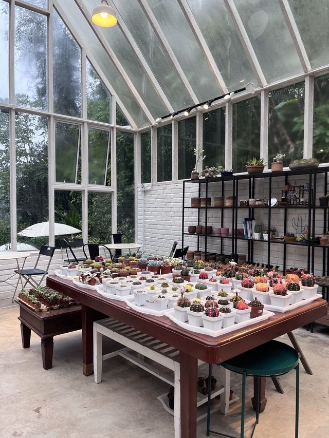 Splendour tea time at Glasshouse’s Fraser