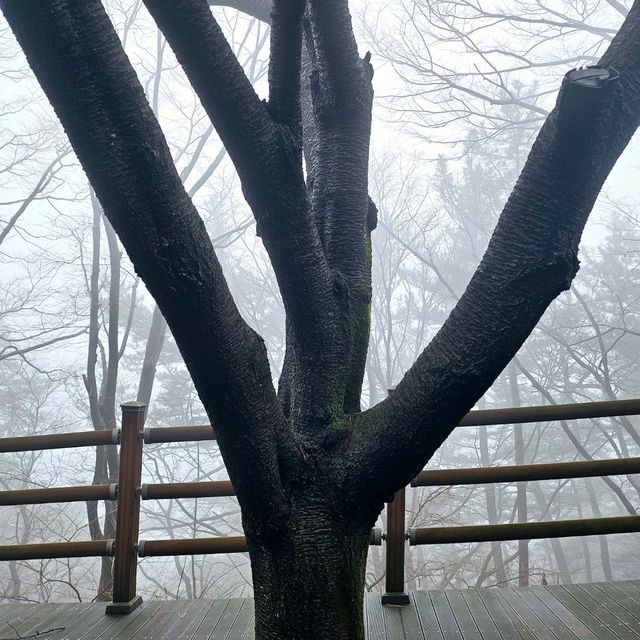 안개가 자욱한 날의 옥마산⛰️