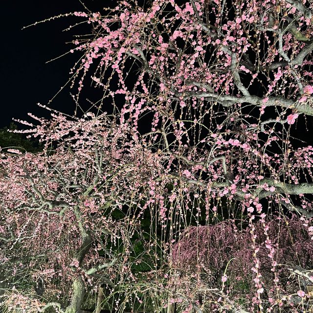 しだれ梅と河津桜の両方を楽しめる🌸