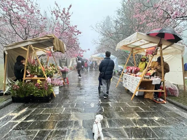 九族文化村櫻花季-雨天也是超級朦朧美