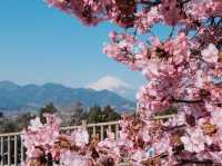 松田山ハーブガーデンで富士山と桜を🌸