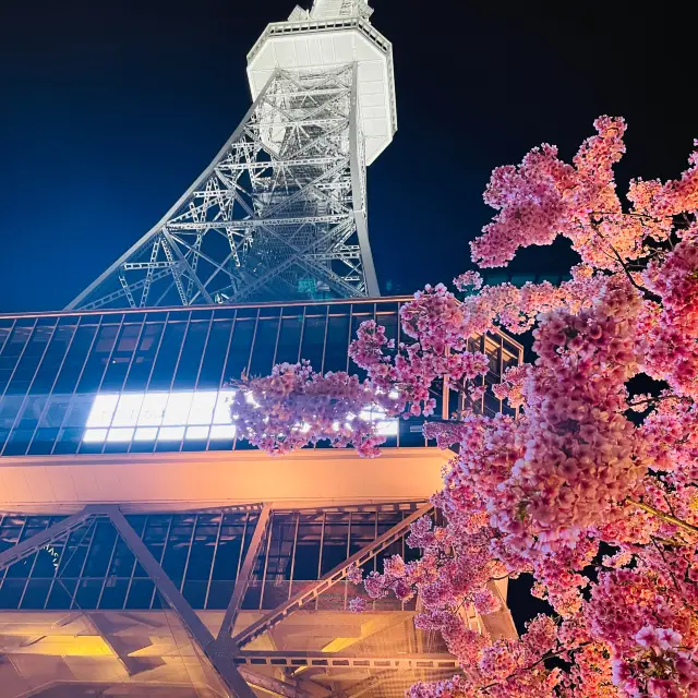 名古屋夜景與櫻花藝術的都市賞櫻體驗🌸🌸🌸