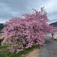 Kawazu Sakura festival in Japan