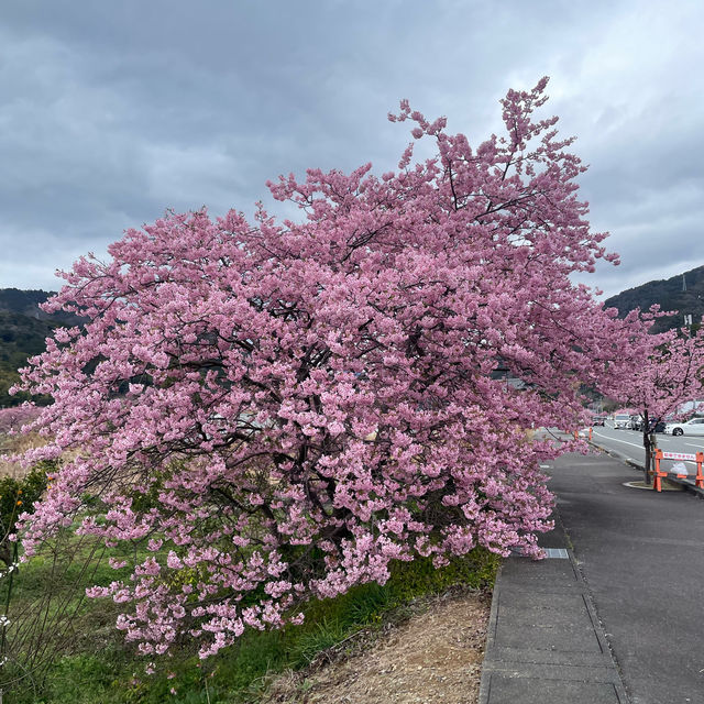 Kawazu Sakura festival in Japan