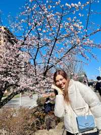 เดินเล่นกินลม ชมซากุระกันค่ะ 🌸🌸🌸