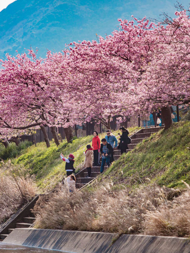 Kawazu Sakura Cherry blossom แห่งเมืองคะวะซุ🌸