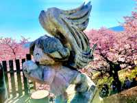 Cherry Blossoms Walking Path