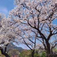 Discovering Seoul's Cherry Blossom Hotspots