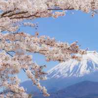 Lake Shoji 🌸