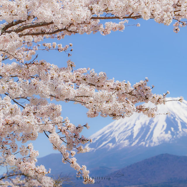 Lake Shoji 🌸