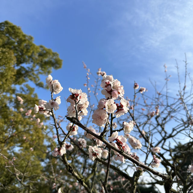 도쿄 오사카 후쿠오카가 지겹다면, 일본 소도시 다카마쓰 리쓰린공원