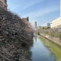 2024年4月2日東京目黑川櫻花