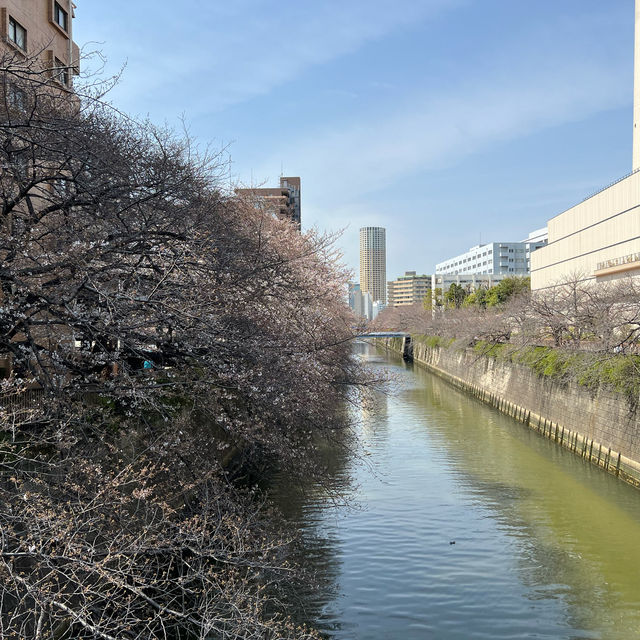 2024年4月2日東京目黑川櫻花