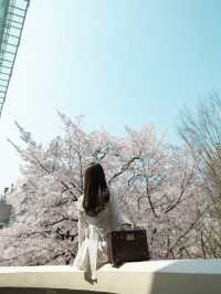 【ソウル】お城と桜のツーショットが撮れる可愛すぎるスポット♡