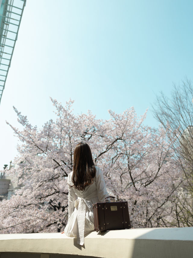 【ソウル】お城と桜のツーショットが撮れる可愛すぎるスポット♡