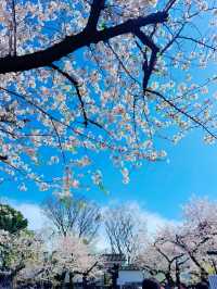 【東京・千鳥ヶ淵】王道!!大人気桜スポット