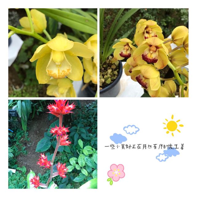 新宿御園唔止賞櫻咁簡單💐