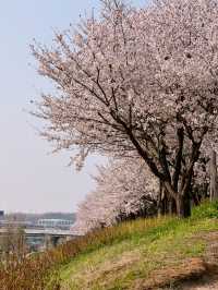 🌸여의도 못지 않은 벚꽃명소! 이제는 모두가 알고있는 안양천