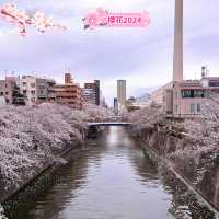 「目黑川賞櫻，春天必去」
