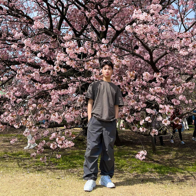 新宿御苑 | 東京市中心的綠洲秘境 🌸