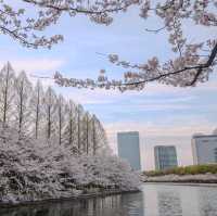 🇯🇵 Osaka castle park | Mesmerizing view of cherry blossom 🌸