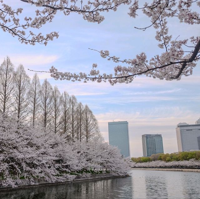 🇯🇵 Osaka castle park | Mesmerizing view of cherry blossom 🌸