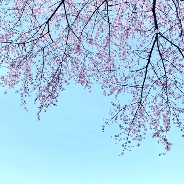 Picnic at Yeouido Hangang Park