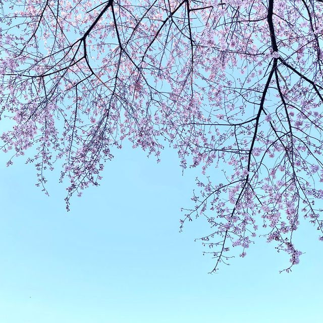 Picnic at Yeouido Hangang Park