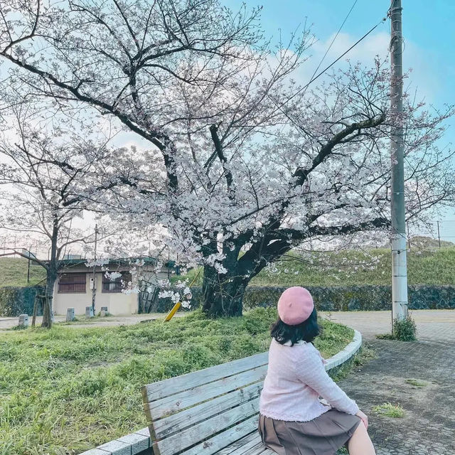 🌸ทริปตามล่าซากุระFUKUOKAฉบับผู้หญิงเที่ยวคนเดียว