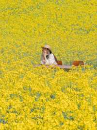 500万本の菜の花棚田は圧巻🌼🌼🌼