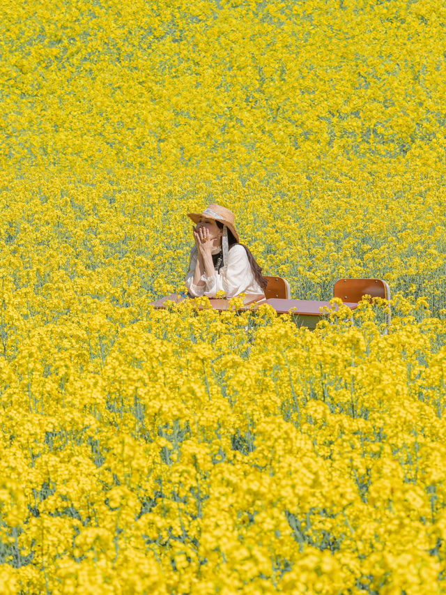 500万本の菜の花棚田は圧巻🌼🌼🌼
