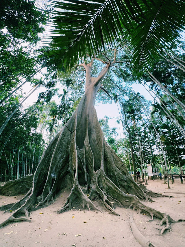 The Giant Tree