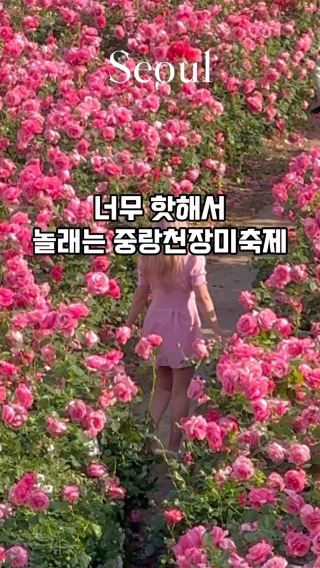 🌷엄청난 규모와 핫한 중랑천 장미축제🌷