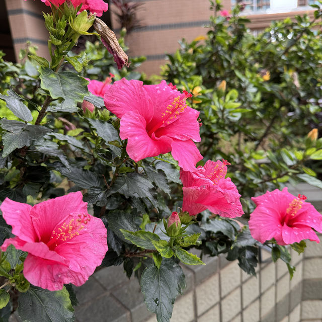 賞花好去處😍天水圍公園