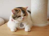 มาเล่นน้องแมวที่ Spring day cafe