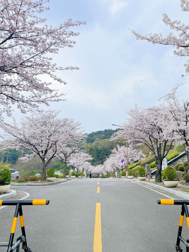 창원 태극기와 벚꽃을 함께 볼 수 있는 곳🇰🇷💗