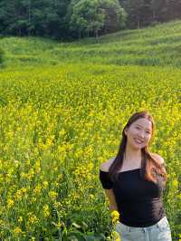 청주 유채꽃 막차 탑승하러 추정리 유채꽃밭가요!