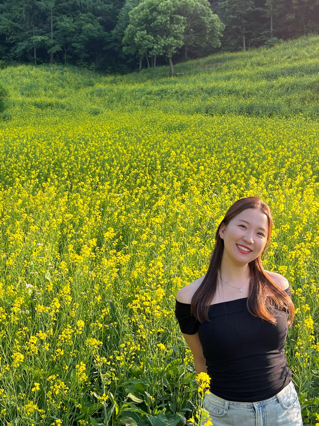 청주 유채꽃 막차 탑승하러 추정리 유채꽃밭가요!