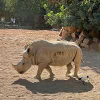 廣州動物園：珍稀動物，放鬆心情的理想去處