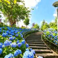 Symbol Promenade公園賞花