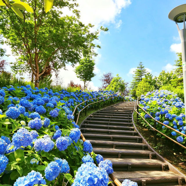 Symbol Promenade公園賞花