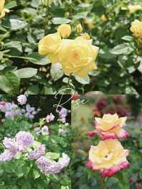 【京都】季節の花が楽しめて、ピクニックも出来る200円で入れる植物園