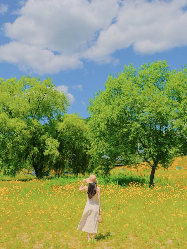 이번 주말, 금계화 막차타러 갈 사람?!!🌼🧡