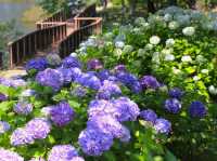 國營讚岐滿濃公園賞花