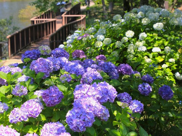 國營讚岐滿濃公園賞花