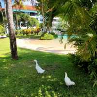 Lounging With Feathered Friends in Bali